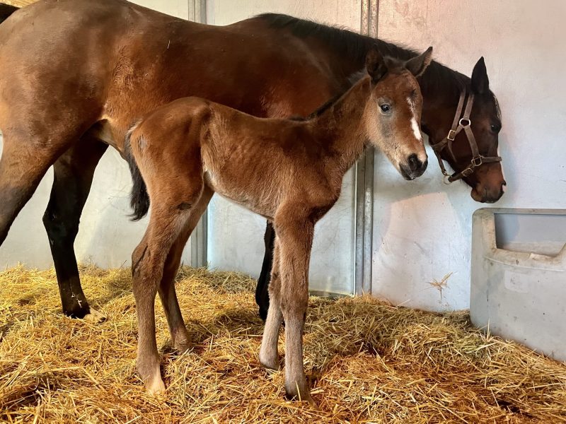 First foal by Raging Bull